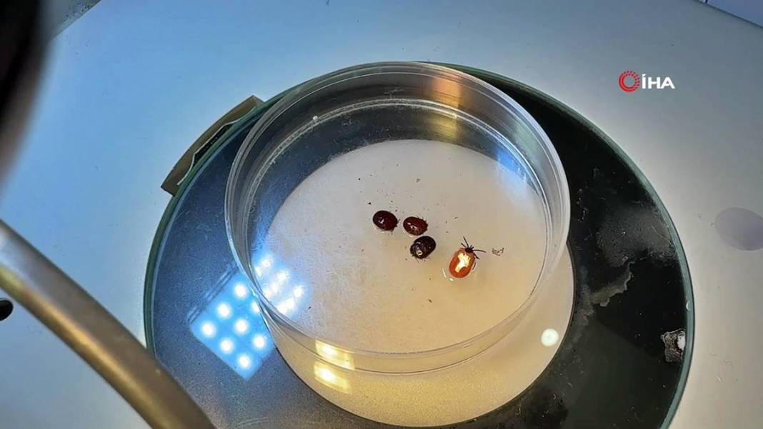 Bu mevsimde kamp yapanlar şimdi yandı: Sayısı hızla artıyor! Uzman isim uyardı, bunun şakası yok 7